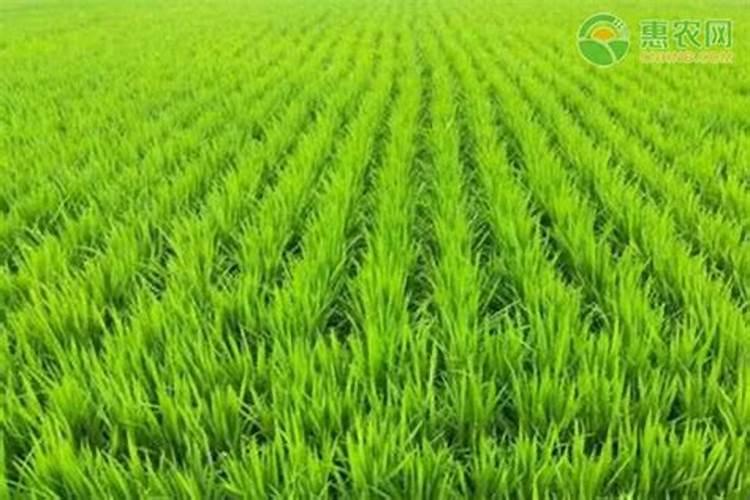 水田淹水期不适用哪种氮肥