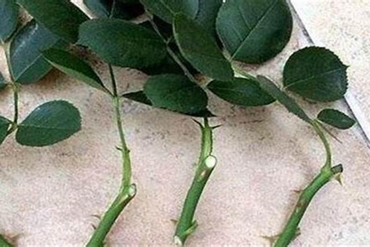 月季苗栽种完以后,该怎么养护？