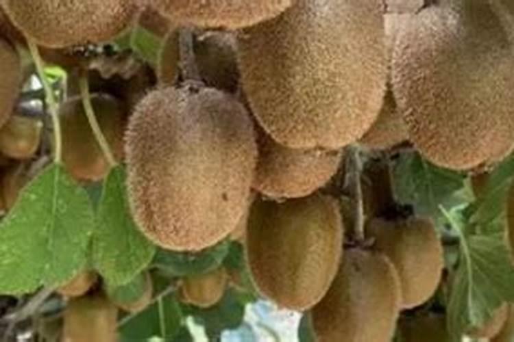 氯化钾果树上应用