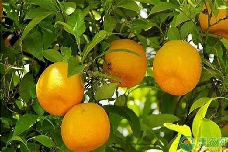马耳他适宜种植葡萄的气候条件？