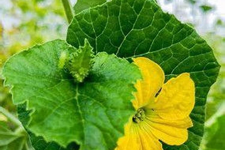 种香瓜用什么肥料最好