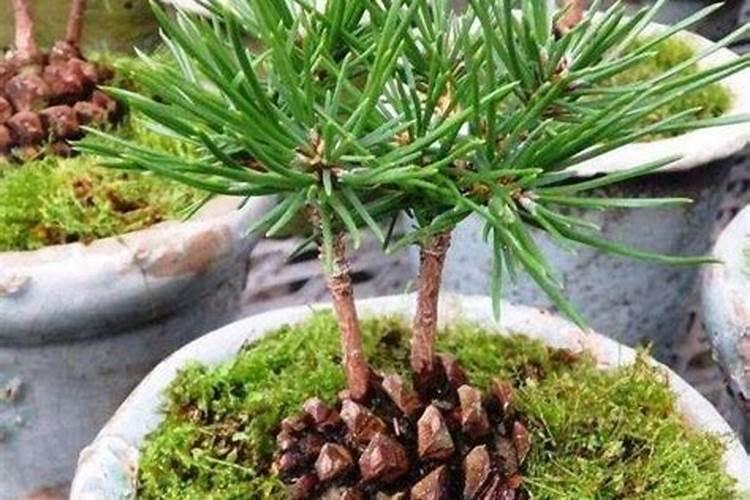 松针可以做花肥吗？