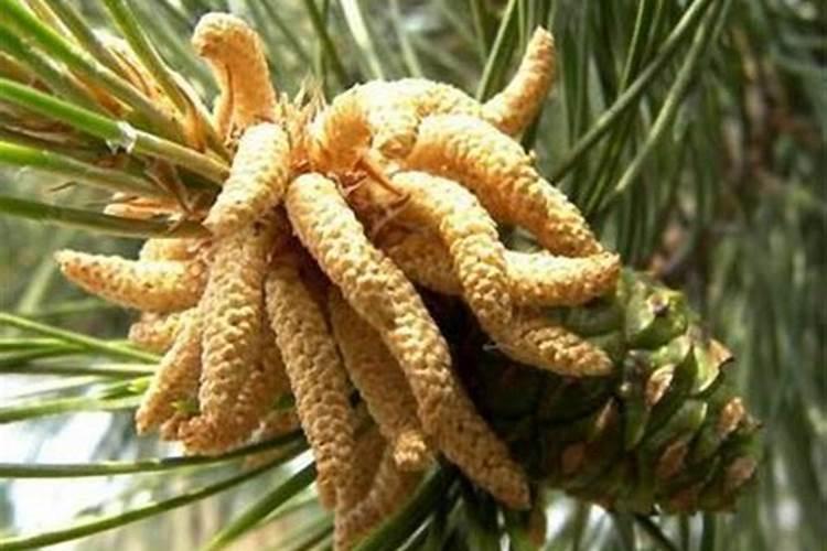 用松树皮,松毛,树叶,牛粪种兰花好吗？