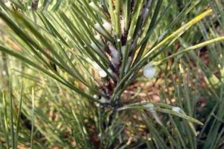 发酵过的松树皮可以当花肥么