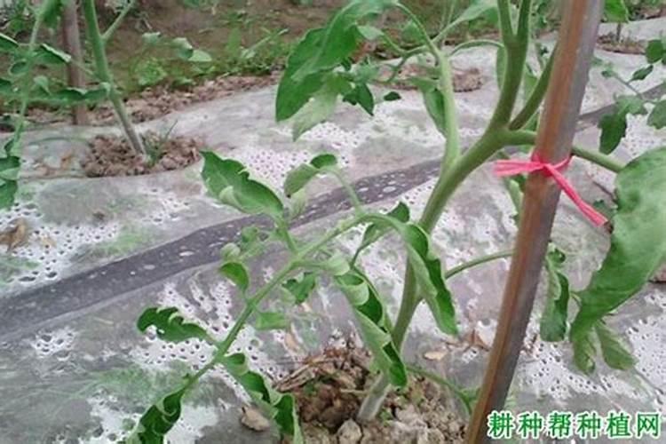 西红柿种植口诀