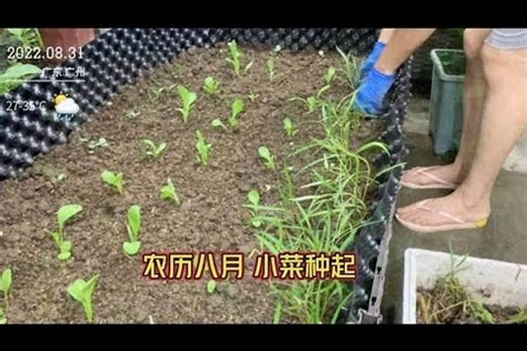 山药用腐殖酸水溶肥做底肥怎么样？底肥什么时候用效果最好？