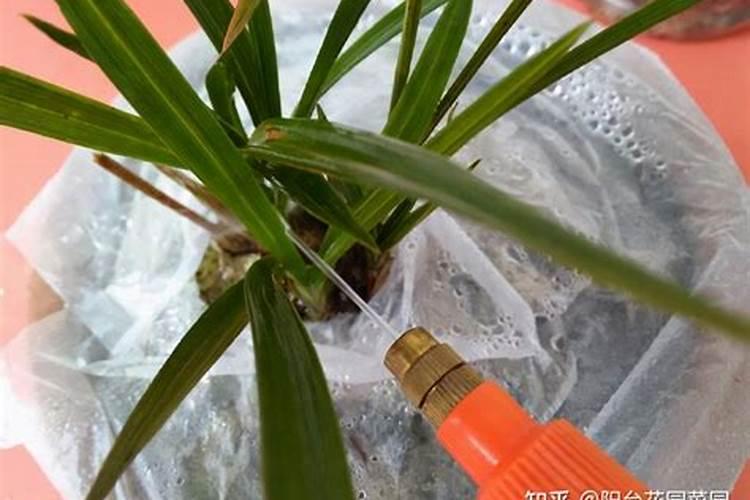 瓠瓜是怎么育苗的