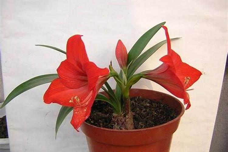 新买的朱顶红球茎怎么养？