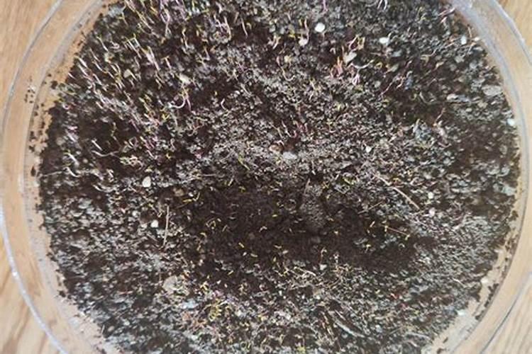 种植的花生为什么有的只长花生壳没长花生仁