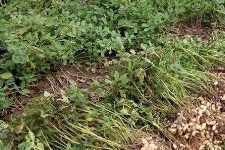 花生不长仁的原因