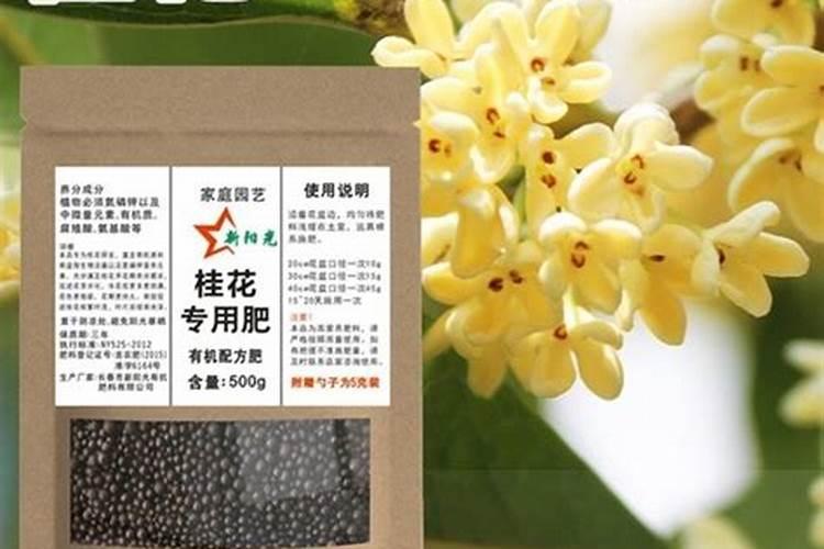 长寿花叶子发黄怎么办