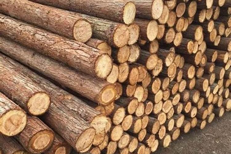 杉树施什么肥最好