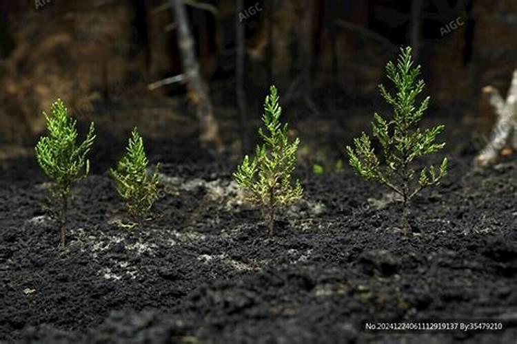 杉树施肥时间和方法