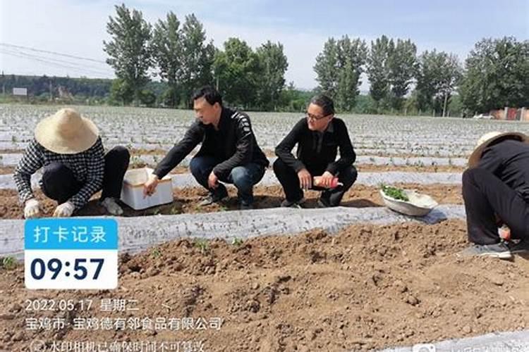 求线椒种植技术