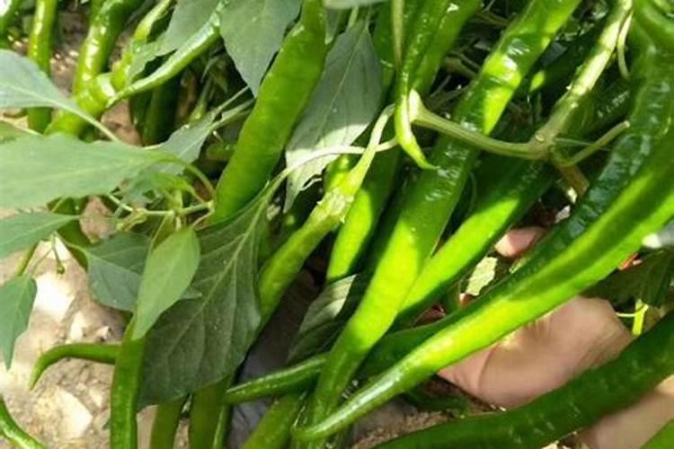 辣椒什么毛病,线椒