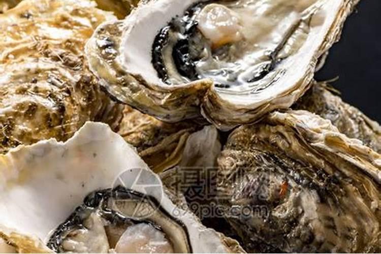 养殖肥蚝可以投鱼粉