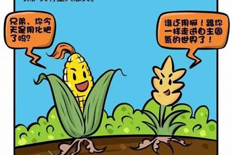 种西瓜为什么要少施氮肥？