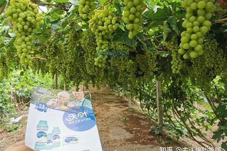 空心菜用什么肥料最好