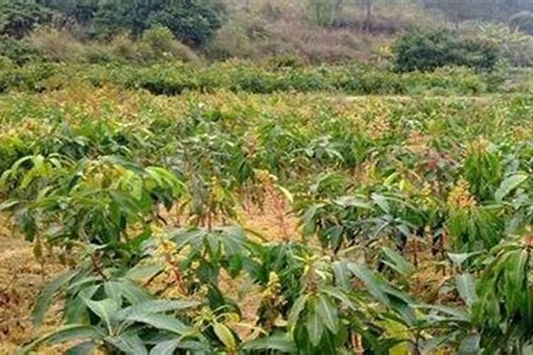 芒果施肥管理技术 芒果施肥管理技术是怎样的