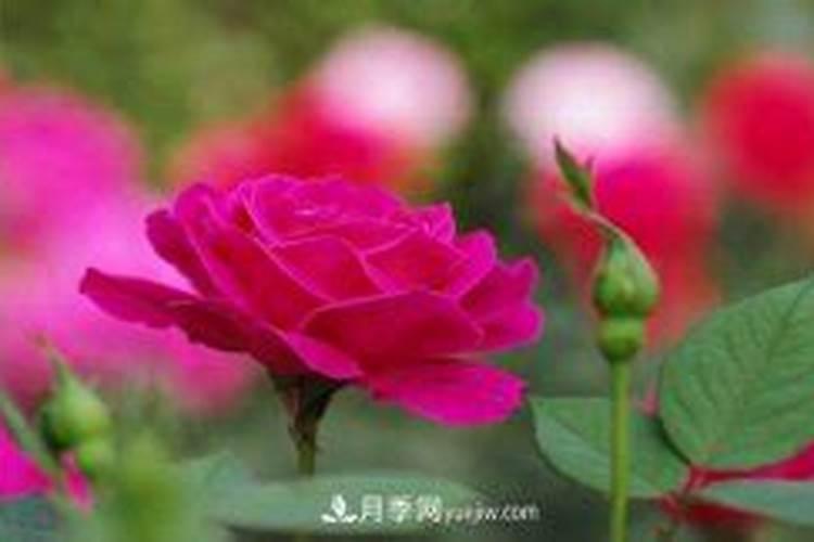 月季疯长不开花什么原因(月季枝条徒长不开花怎么回事)