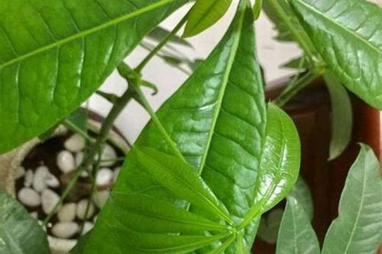 怎么浇水 招财树如何施肥