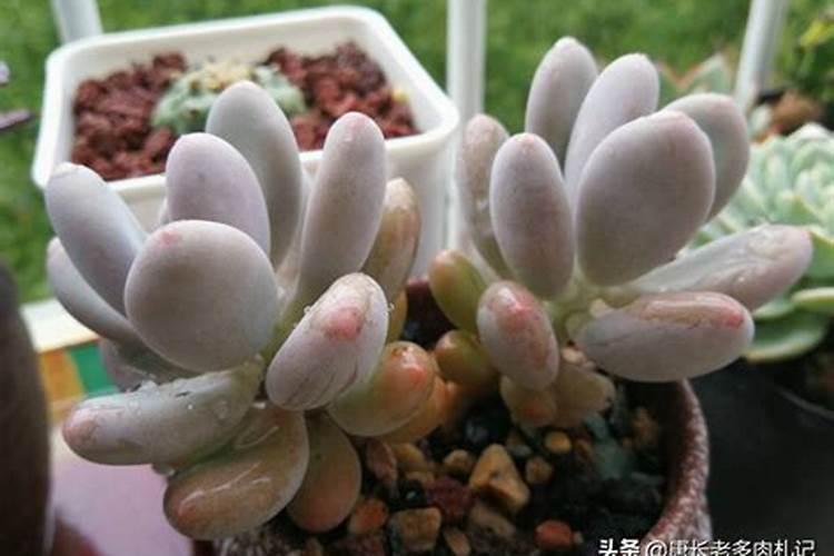 为什么果树是先开花后长叶