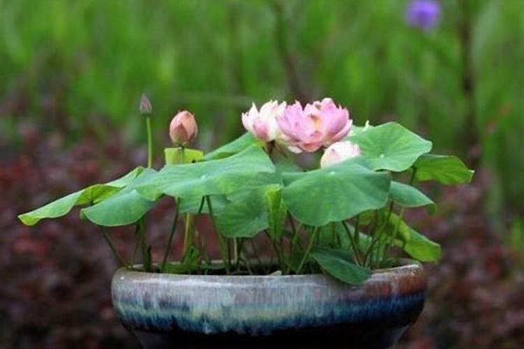 朱蕉需要什么肥料