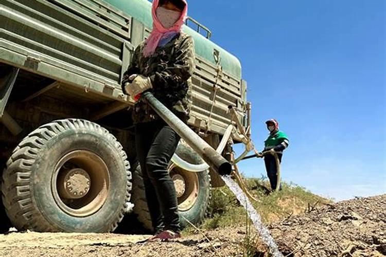 栽植的树木不发根怎么处理？