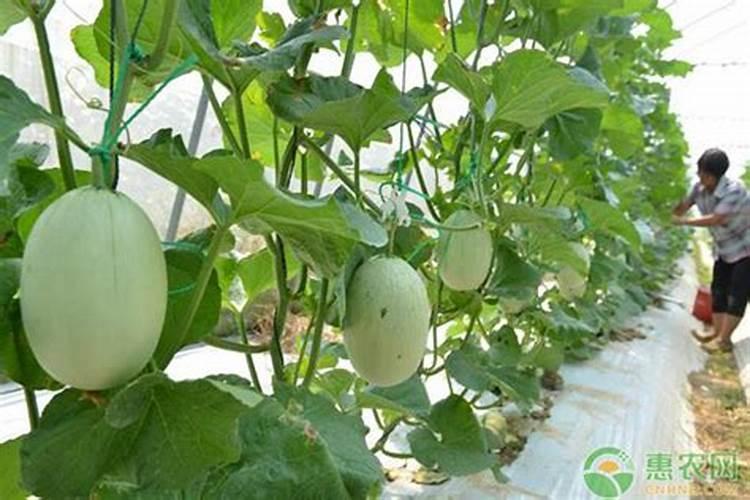 香瓜用什么肥比较好
