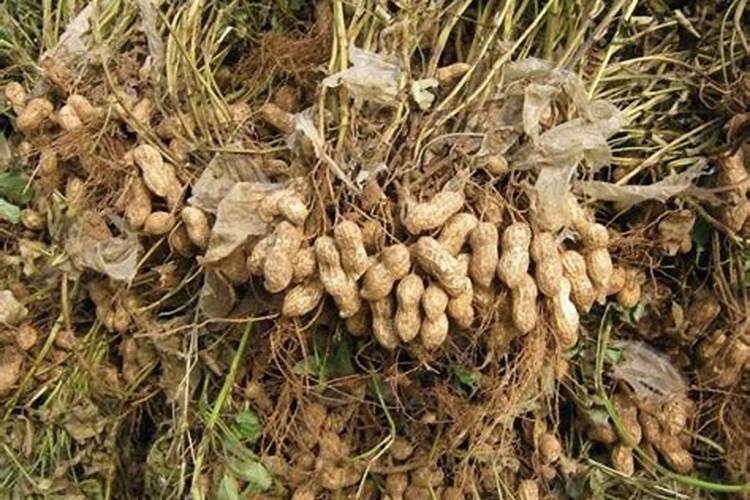 花生开花期要施什么肥