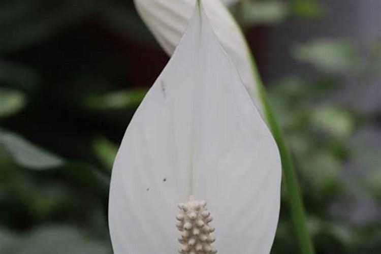 白掌施肥施什么肥料