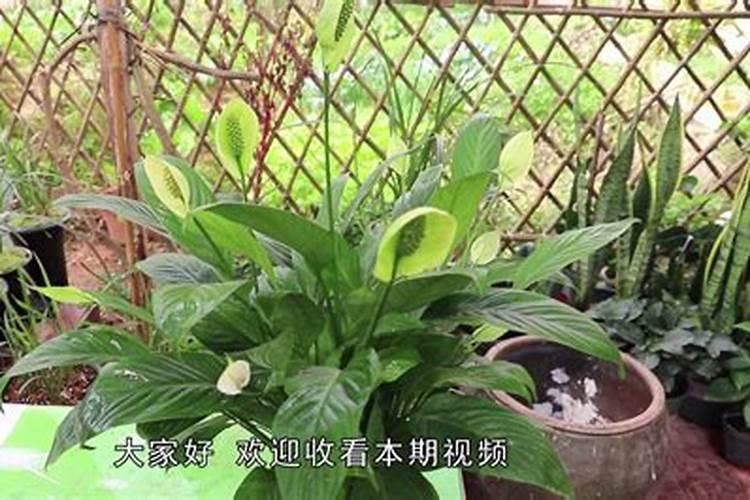 白掌施肥施什么肥料