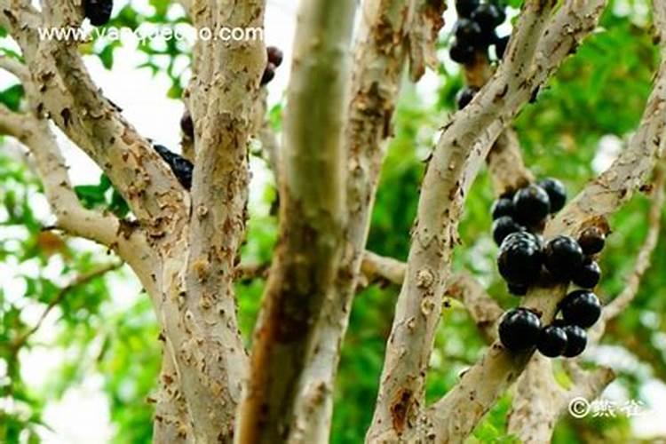 嘉宝果多久施肥 多长时间给嘉宝果施肥合适？