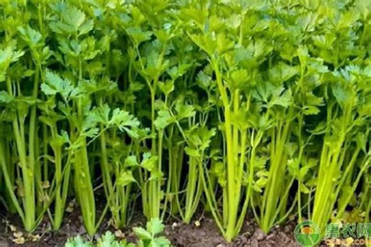 芹菜什么时候用钙肥 怎么使用效果好