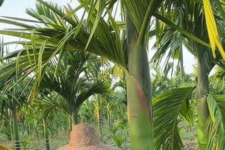 槟榔施什么肥保果