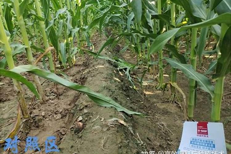 玉米苗打什么营养药呢？