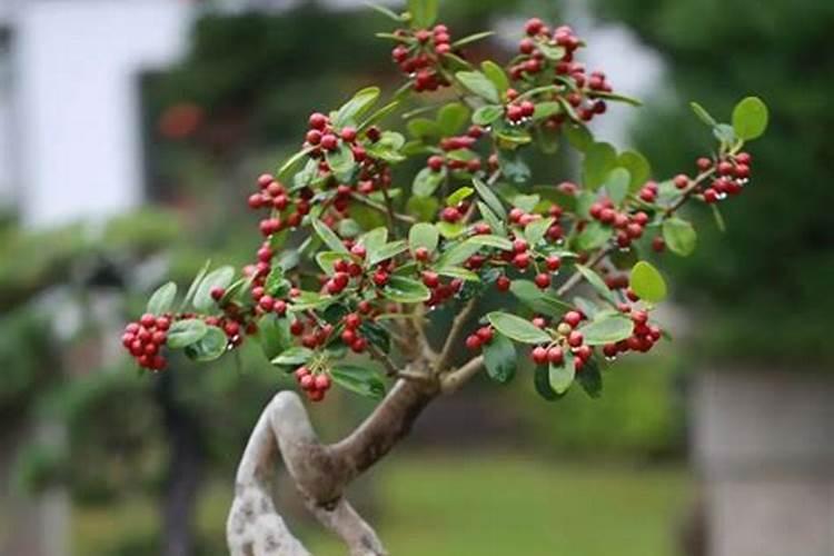 神秘果的盆栽方法