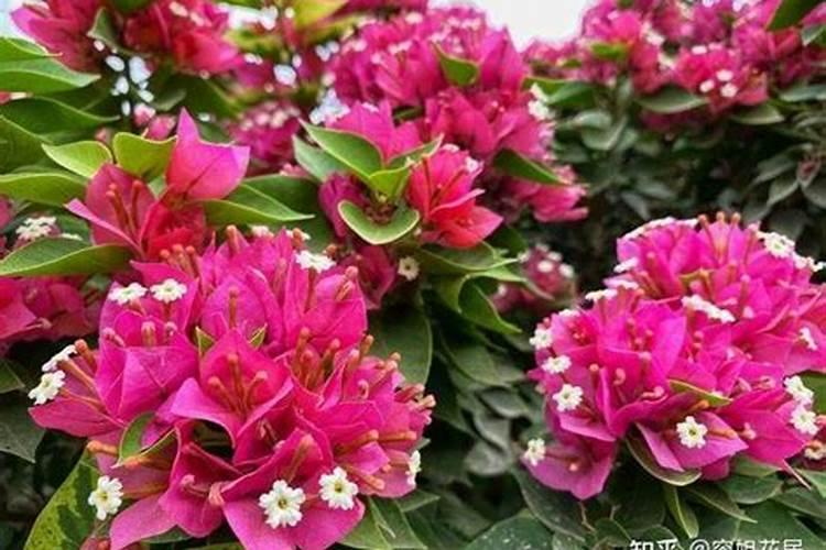 三角梅快开花了应该施什么肥