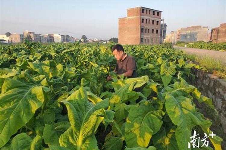 烤烟有哪些种植方法呢？