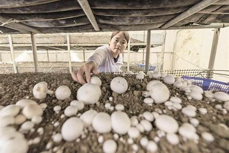 双孢菇一亩地能产多少斤