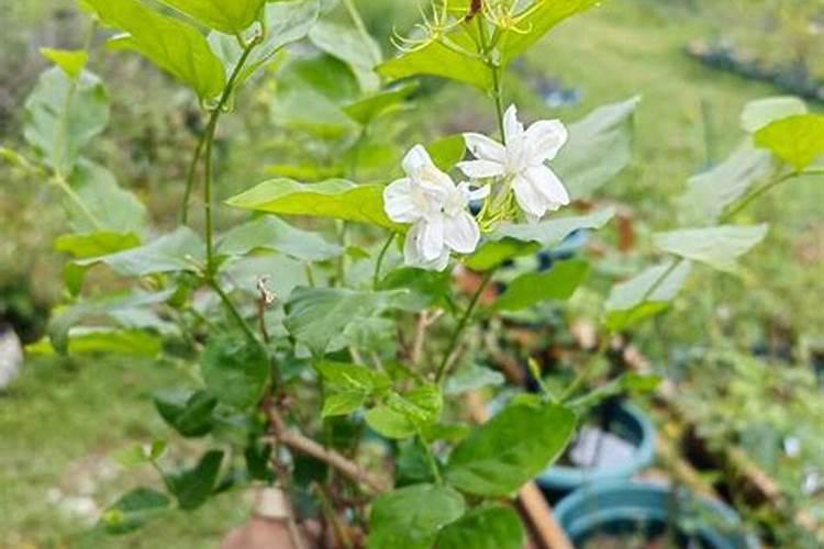 葡萄膨大剂什么时候用