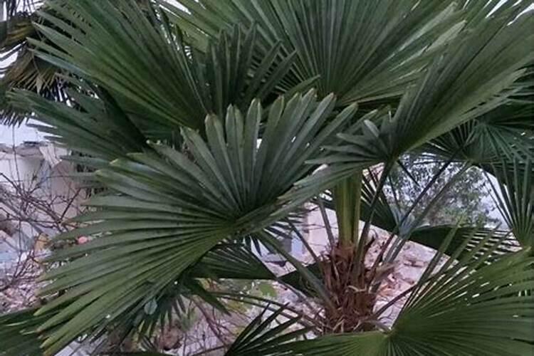 扇子树怎么种植