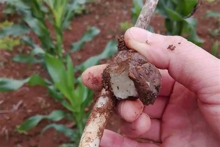 种魔芋适合用什么肥料？