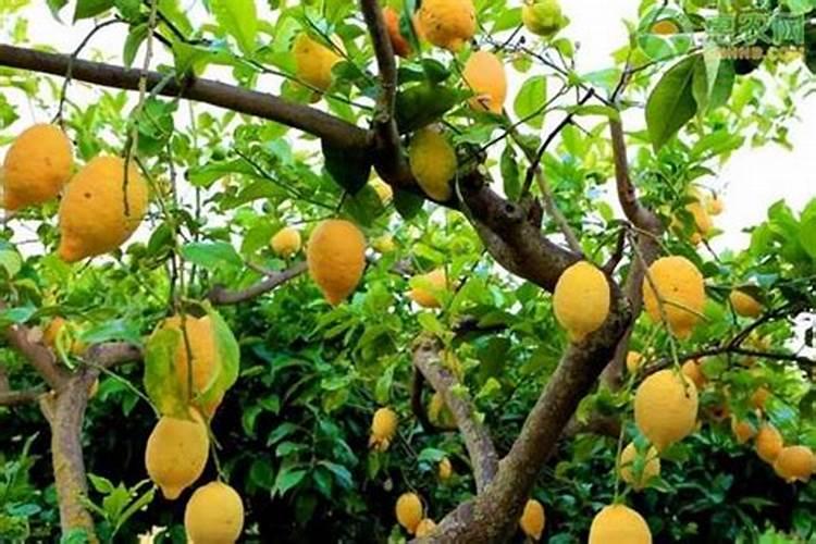 柠檬施什么肥最好