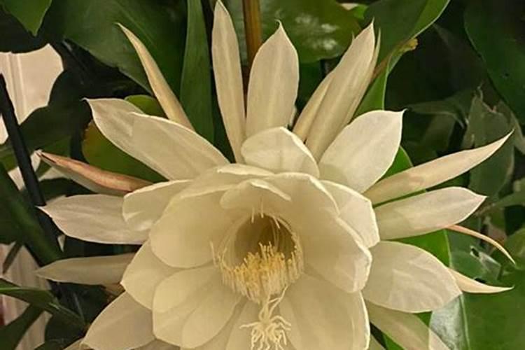 昙花施什么肥最好