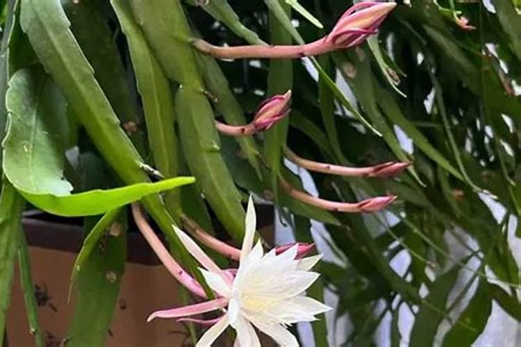 昙花施肥用什么肥料,长花蕾的时候可以施肥吗