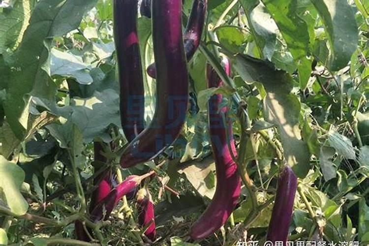 茄子的需肥规律是怎样的？施肥时需要注意哪些问题？