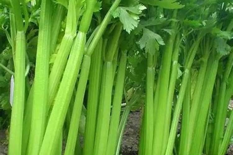 芹菜怎么种,种植技术,种植时间,怎么施肥,施什么肥