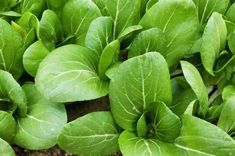 种菜复合肥怎么使用正确 多久施一次