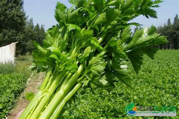 怎样对芹菜进行配方施肥？